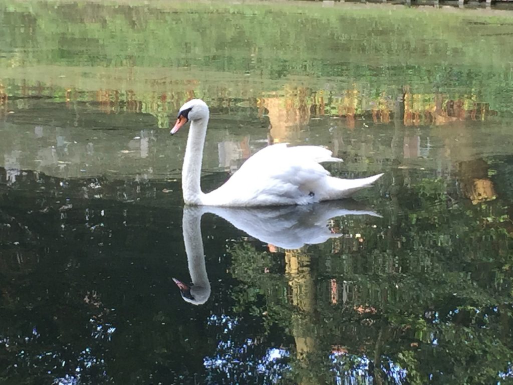 Swans, birds, donkeys, chickens and rabbits are common sightings